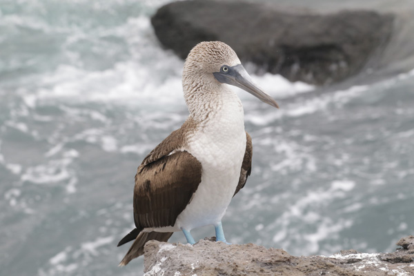 Bluefooted Booby